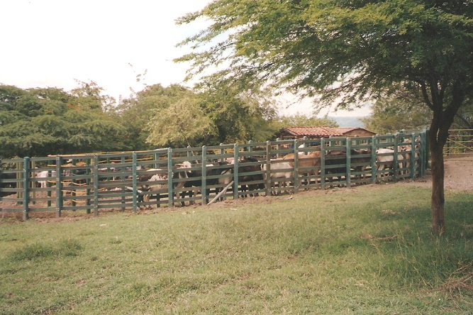 corrales para ganaderías corral ganado confinado engorde acorralados ganados vacuno corral instalaciones ganadería intensiva engorde jaulas corralejas tecnificadas agricultura ganadera ganado vacuno corrales para ganaderías corral ganado confinado engorde acorralados ganados vacuno corral instalaciones ganadería intensiva engorde jaulas corralejas tecnificadas agricultura ganadera ganado vacuno 01 corrales para ganaderías corral ganado confinado engorde acorralados ganados vacuno corral instalaciones ganadería intensiva engorde jaulas corralejas tecnificadas agricultura ganadera ganado vacuno corrales para ganaderías corral ganado confinado engorde acorralados ganados vacuno corral instalaciones ganadería intensiva engorde jaulas corralejas tecnificadas agricultura ganadera ganado vacuno 01